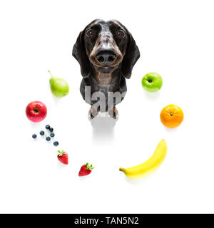 Chien saucisse avec mauvaise conscience pour l'embonpoint, et pour perdre du poids , isolé sur fond blanc et frais Fruits végétarien végétalien autour Banque D'Images