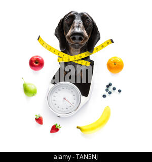 Chien saucisse avec mauvaise conscience pour l'embonpoint, et pour perdre du poids , debout sur une échelle personnelle, isolé sur fond blanc et frais vegan Banque D'Images