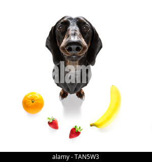 Chien teckel saucisse avec mauvaise conscience pour l'embonpoint, et à perdre du poids ,isolé sur fond blanc et frais Fruits végétarien végétalien arou Banque D'Images