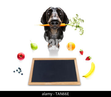 Chien teckel saucisse avec mauvaise conscience pour l'embonpoint, et à perdre du poids ,isolé sur fond blanc et frais Fruits végétarien végétalien arou Banque D'Images