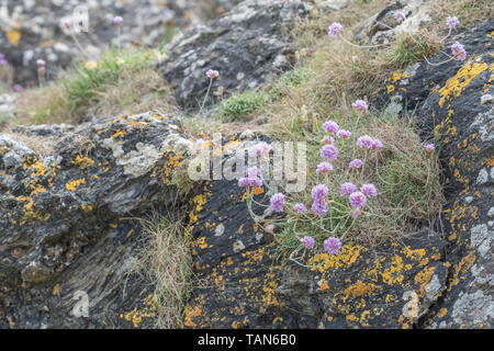 Fleurs roses en grappe de l'épargne / Sea Rose - Armeria maritima - sur l'affleurement rocheux. UK commune mer et côtière centrale. Banque D'Images