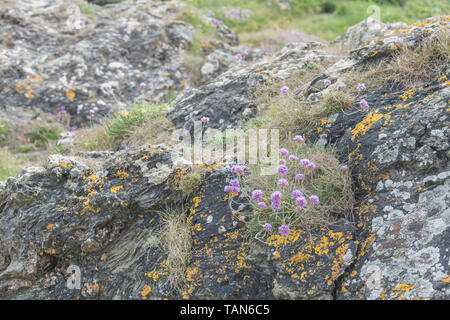 Fleurs roses en grappe de l'épargne / Sea Rose - Armeria maritima - sur l'affleurement rocheux. UK commune mer et côtière centrale. Banque D'Images