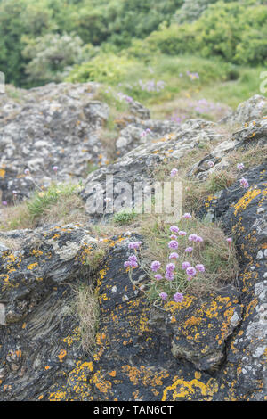 Fleurs roses en grappe de l'épargne / Sea Rose - Armeria maritima - sur l'affleurement rocheux. UK commune mer et côtière centrale. Banque D'Images