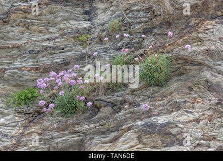 Fleurs roses en grappe de l'épargne / Sea Rose - Armeria maritima - sur l'affleurement rocheux. UK commune mer et côtière centrale. Wild Flower Patch. Banque D'Images