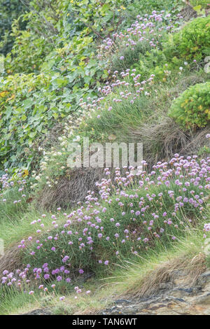 Fleurs roses en grappe de l'épargne / Sea Rose - Armeria maritima - sur l'affleurement rocheux. UK commune mer et côtière centrale. Wild Flower Patch. Banque D'Images