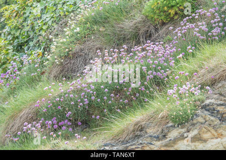 Fleurs roses en grappe de l'épargne / Sea Rose - Armeria maritima - sur l'affleurement rocheux. UK commune mer et côtière centrale. Wild Flower Patch. Banque D'Images