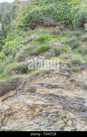 Fleurs roses en grappe de l'épargne / Sea Rose - Armeria maritima - sur l'affleurement rocheux. UK commune mer et côtière centrale. Wild Flower Patch. Banque D'Images