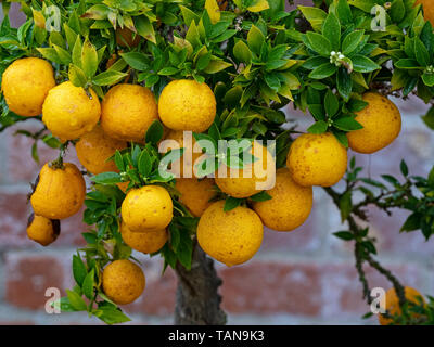 Orange Tree ornement, également appelé bigaradier Citrus aurantium Banque D'Images