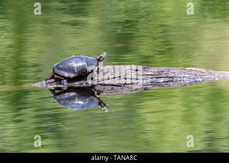 Bain de soleil sur une bûche tortue Banque D'Images