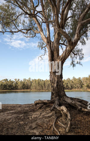 River Red Gum à la jonction des rivières Murray et Darling Banque D'Images