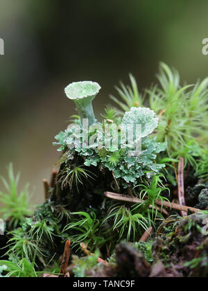 Pleurota Cladonia, connu sous le nom lichen de la coupe Grey à gros fruits rouge ou coupe pixie de lichens et mousses Dicranum Banque D'Images