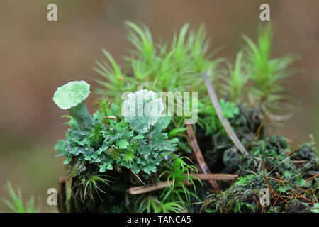 Pleurota Cladonia, connu sous le nom lichen de la coupe Grey à gros fruits rouge ou coupe pixie de lichens et mousses Dicranum Banque D'Images