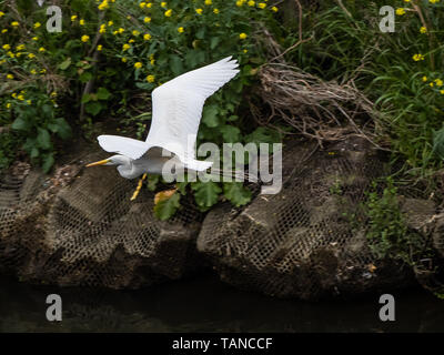 D'une grande aigrette Ardea alba modesta, survole la rivière Sakai à Yokohama, au Japon. Banque D'Images