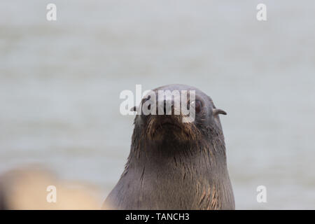 New Zealand fur seal sur la péninsule d'Otago Dunedin Banque D'Images