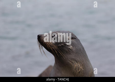 New Zealand fur seal sur la péninsule d'Otago Banque D'Images