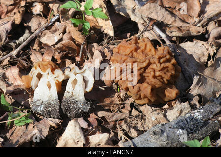 Gyromitra gigas, communément connue sous le nom de neige Neige Morel, faux Morel, cerveau, veau ou Bull, un nez de champignons sauvages comestibles provenant de la Finlande Banque D'Images