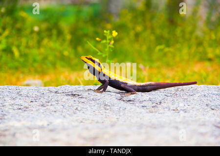 Rock péninsulaire, agama Psammophilus dorsalis, Hampi, Karnataka, Inde. Banque D'Images