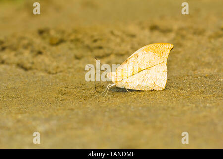 Grande pointe orange, Hebomoia glaucippe, la réserve de tigres de Namdapha, Arunachal Pradesh, Inde. Banque D'Images