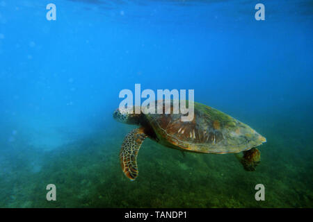 La tortue verte (Chelonia mydas), près de l'île de Fitzroy, Grande Barrière de Corail, près de Cairns, Queensland, Australie Banque D'Images