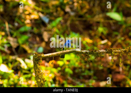 Cou noir monarque, Hypothymis, azurea Dandeli, Karnataka, Inde. Banque D'Images