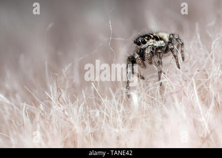 Funny little araignée sur une fourrure synthétique Banque D'Images