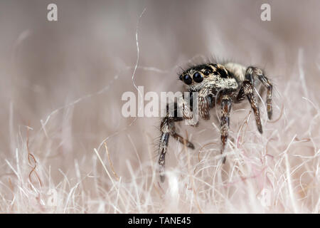 Funny little araignée sur une fourrure synthétique Banque D'Images