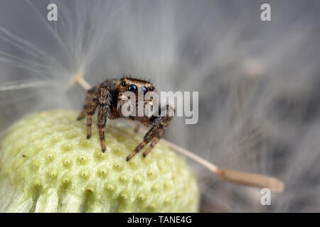 Thomisidae et graines de pissenlit Banque D'Images