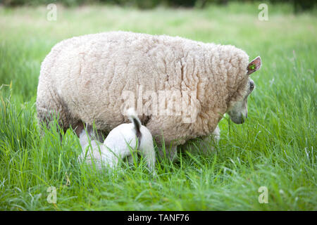 Mère de boissons d'agneau mouton dans la longue herbe de prairie Banque D'Images