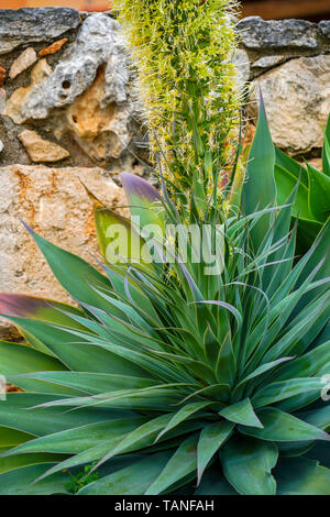 Agave vilmoriniana Agave (Octopus) Banque D'Images