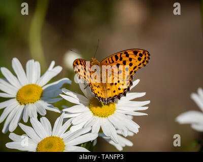 Un Indien fritillary butterfly, Argynnis hyperbius, RSS d'une marguerite blanche. Bien que rares, ces papillons peuvent parfois être trouvés au Japon. Banque D'Images