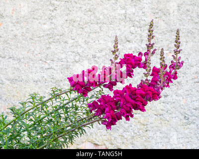 Muflier rouge fleurs, tiges refoulées après le mauvais temps, encore atteindre pour le soleil. Un mur derrière pour copyspace. Antirrhinum majus. Banque D'Images