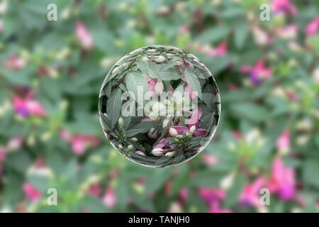 Fuchsia hybride blanc dans une balle avec une belle chrystall bokeh background. lens ball Banque D'Images