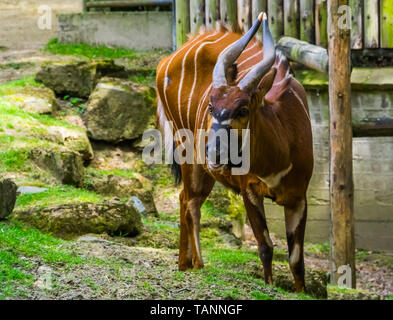 Portrait d'une montagne de l'Est bongo, gravement menacée d'espèce animale du Kenya en Afrique, l'antilope à cornes en spirale Banque D'Images