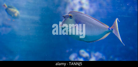 Bluespine poisson unicorn en libre, drôles de poissons tropicaux avec une corne d'Hawaï Banque D'Images