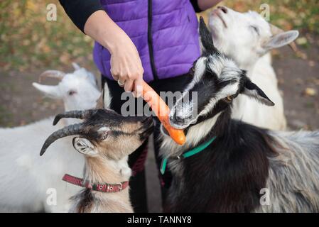 Un agriculteur femme nourrit les chèvres avec du pain et des légumes Banque D'Images