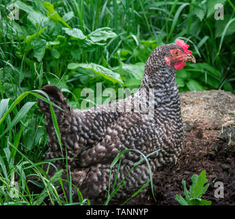 Free Range egger pâques poule hybride dans le pré Banque D'Images