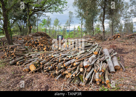 L'abattage des arbres, près de San Quirico d'Orcia, Province de Sienne, Toscane, Italie, Europe Banque D'Images