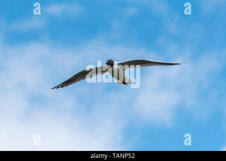 Mouette en vol noir Banque D'Images