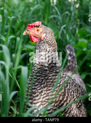 Free Range egger pâques poule hybride dans le pré Banque D'Images