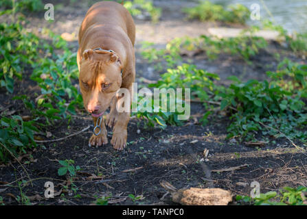 Bull-terrier américain de mine dog walking autour de house,Animal et concept les chiens dangereux Banque D'Images