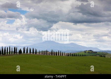 Ligne de cyprès et de montagnes au loin, près de San Giovanni d'Asso, Province de Sienne, Toscane, Italie, Europe Banque D'Images