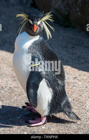 Le Nord ou long crested Rockhopper Penguin (eudyptes moseleyi) dans l'enceinte des pingouins au Zoo d'Edimbourg, Ecosse, Royaume-Uni Banque D'Images