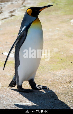 Le manchot royal solitaire (Aptenodytes patagonicus) dans l'enceinte des pingouins au Zoo d'Edimbourg, Ecosse, Royaume-Uni Banque D'Images