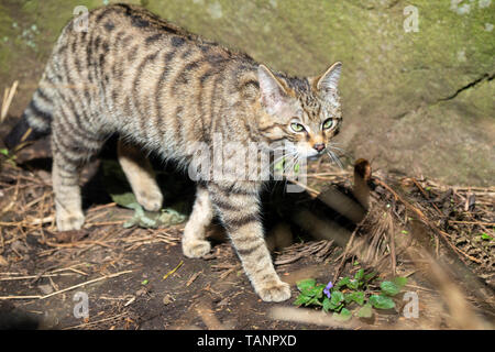 Scottish wildcat (Felis silvestris) au Zoo d'Edimbourg, Ecosse, Royaume-Uni Banque D'Images