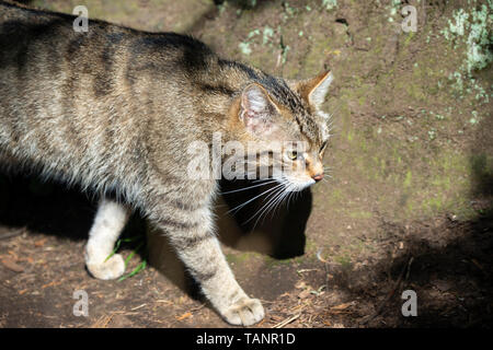 Scottish wildcat (Felis silvestris) au Zoo d'Edimbourg, Ecosse, Royaume-Uni Banque D'Images