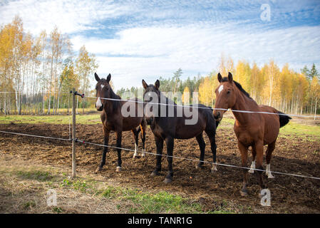 Trois beaux chevaux brun se tenir dans une ligne dans un enclos Banque D'Images