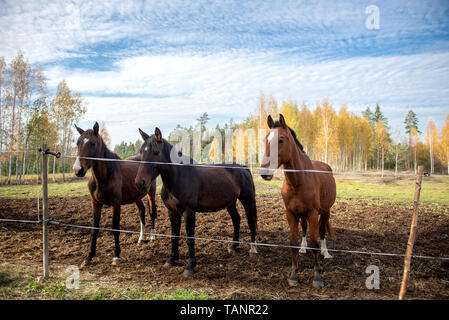 Trois beaux chevaux brun se tenir dans une ligne dans un enclos Banque D'Images