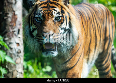 Homme tigre de Sumatra (Panthera tigris sumatrae) au Zoo d'Edimbourg, Ecosse, Royaume-Uni Banque D'Images