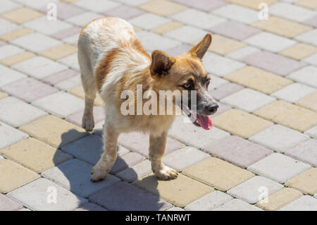 Outdoor portrait of cute mixed breed chien marcher sur un trottoir Banque D'Images