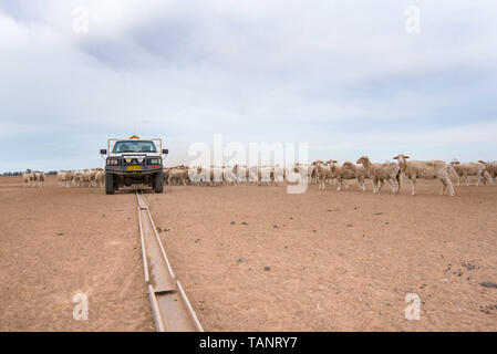 Mai 2019 Burren Junction, Aust : agriculteurs, Richard et Susie Marshall décharger les grains dans les creux pour nourrir les moutons dans un enclos ravagé par la sécheresse Banque D'Images